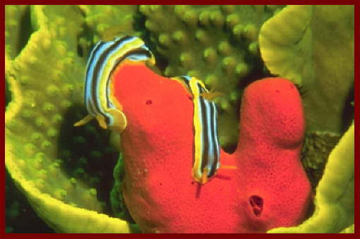 Animal and Marine life Sharm El Sheikh1