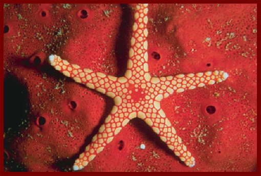 Animal and Marine life Sharm El Sheikh2