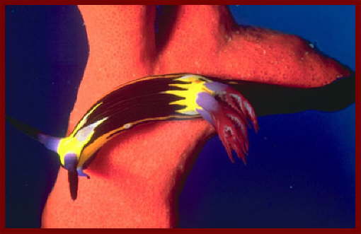 Animal and Marine life Sharm El Sheikh5