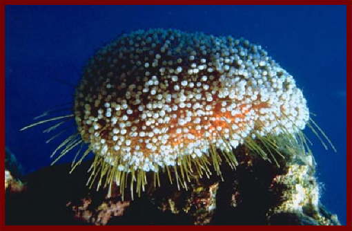 Animal and Marine life Sharm El Sheikh7