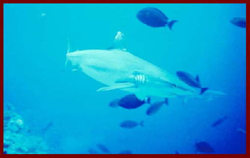 Fish at Sharm El Sheikh 11