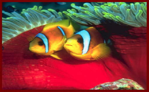 Fish at Sharm El Sheikh 12