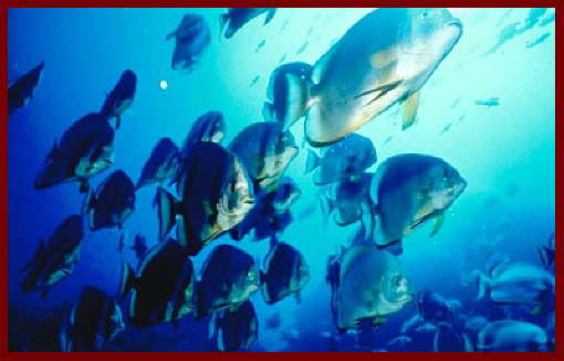 Fish at Sharm El Sheikh 13