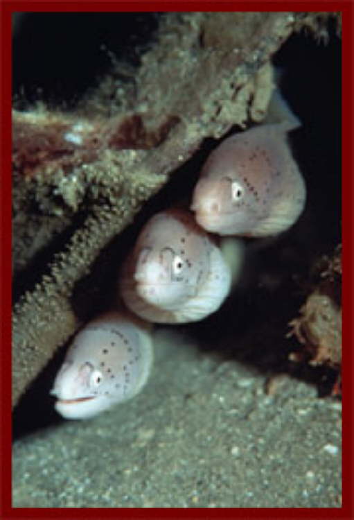 Fish at Sharm El Sheikh 16