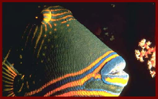 Fish at Sharm El Sheikh 1