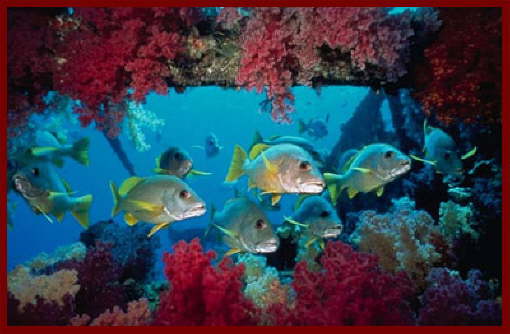 Fish at Sharm El Sheikh 20