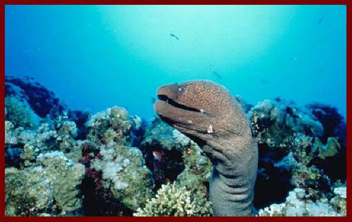 Fish at Sharm El Sheikh 3