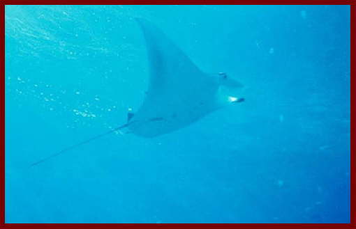 Fish at Sharm El Sheikh 5