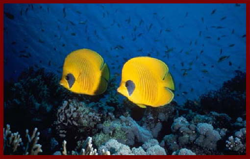 Fish at Sharm El Sheikh 6