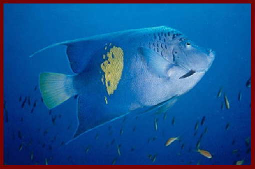 Fish at Sharm El Sheikh 7