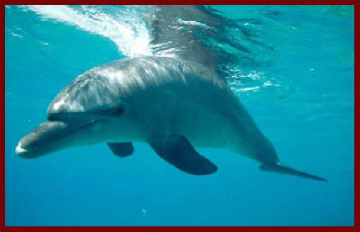 Fish at Sharm El Sheikh 8