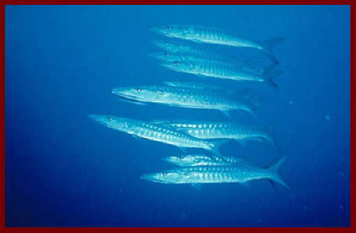 Fish at Sharm El Sheikh 9