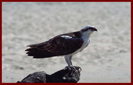 OSPREY2