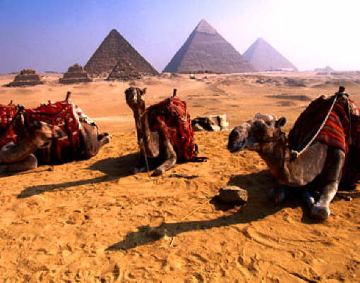 cairo_camels