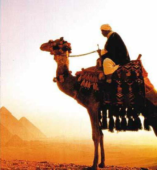 camel by the pyramid