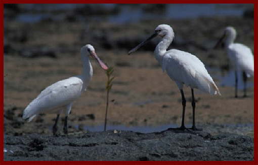 spoonbills